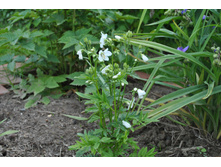 ������ �����