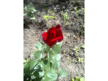 ���� ������ ��������