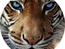 �������� �� �������� ������-7, ���� 650���.jpg