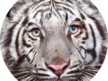 �������� �� �������� ������-21, ���� 650���.jpg