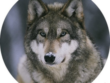 �������� �� �������� ������-22, ���� 650���.jpg