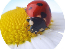 �������� �� �������� ������-30, ���� 650���.jpg