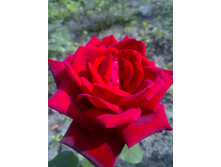 ���� ��� ��������