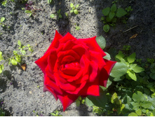 ���� ��� ��������