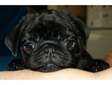 ����������� ������ ������ ����