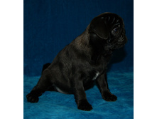 ����������� ������ ������ ����