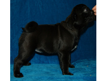 ����������� ������ ������ ����