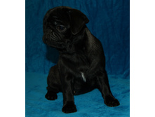 ����������� ������ ������ ����