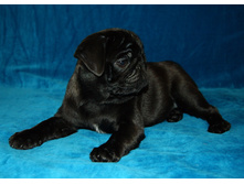 ����������� ������ ������ ����