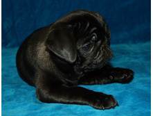 ����������� ������ ������ ����