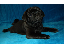 ����������� ������ ������ ����