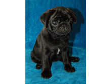 ����������� ������ ������ ����