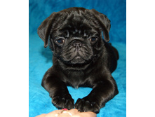 ����������� ������ ������ ����