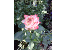 20140705_183620.jpg