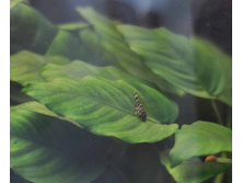 L-080 ���� ��̣�