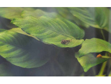 L-080 ���� ��̣�