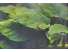 L-080 ���� ��̣�