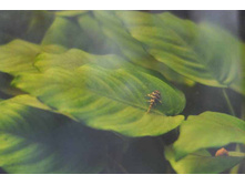 L-080 ���� ��̣�