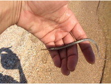 ��̣� ���� ���� - ��� ��������.