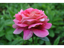 �� �������