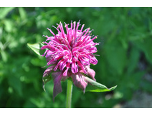 ������� ���������