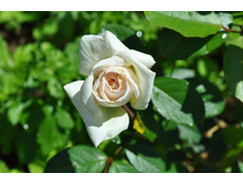 ��������� ���� ����