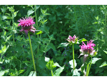 ������� ���������