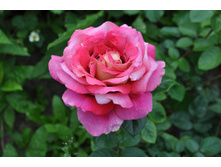 �� �������