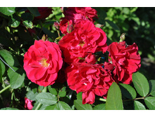 ��������� �����-�������