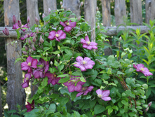 �������� ���� �� ����