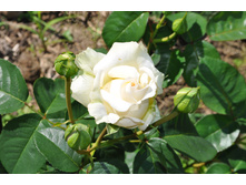 ��������� ����-������