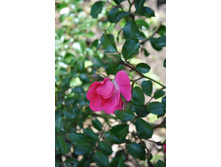 ����������� Satina. �����������.