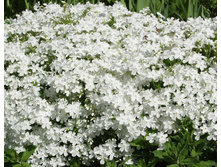 ����� ���������� ����� ������. ������� 100�