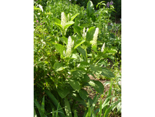 P1020744.JPG \�������-�������� �����