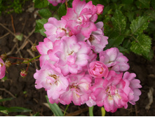 P1020750.JPG ���� ������ ������.