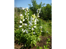 P1020752.JPG �����������  ��������������, 35�������������