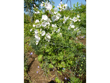 P1020753.JPG ������ ���������(���������� ���������)