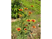 P1020763.JPG ���������