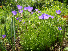 P1020765.JPG ����������� ����������