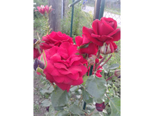 �������. ������. 2 ���. 2014