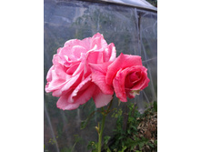 ������� 2014. 2 ���