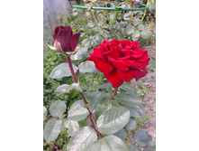 ������ 2 ���. 2 ������. .2014