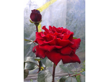 ������ 2 ���. 2 ������. .2014