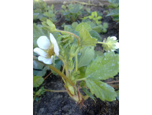 �������� �� ������������ ���