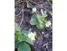 ������ ���