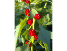 ������ ����������� � ��������)))