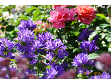 Jean Cocteau � �������������