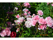 ���� ���������� (?)