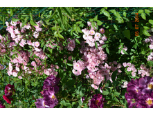 Heavenly Pink (����)