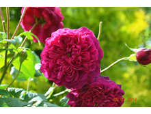 William Shakespeare 2000